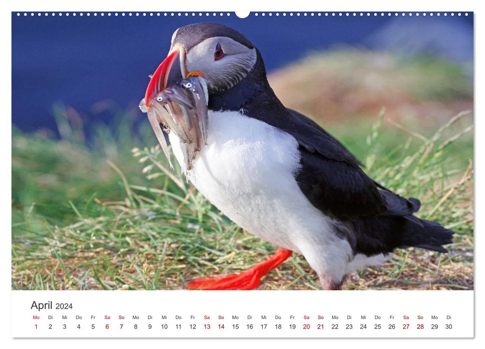 Papageitaucher - Clowns der nordischen Vogelwelt (CALVENDO Premium Wandkalender 2024)