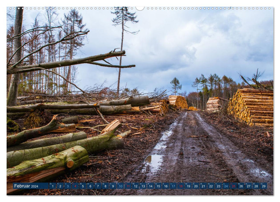 Notre forêt est en train de mourir (Calvendo Premium Wall Calendar 2024) 