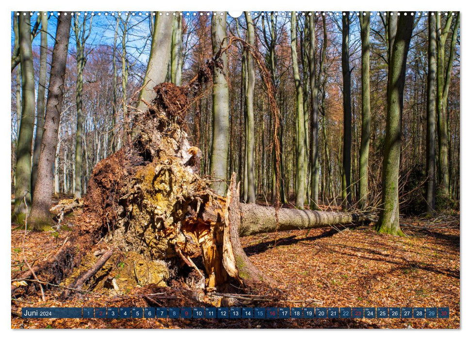 Unser Wald Stirbt (CALVENDO Premium Wandkalender 2024)