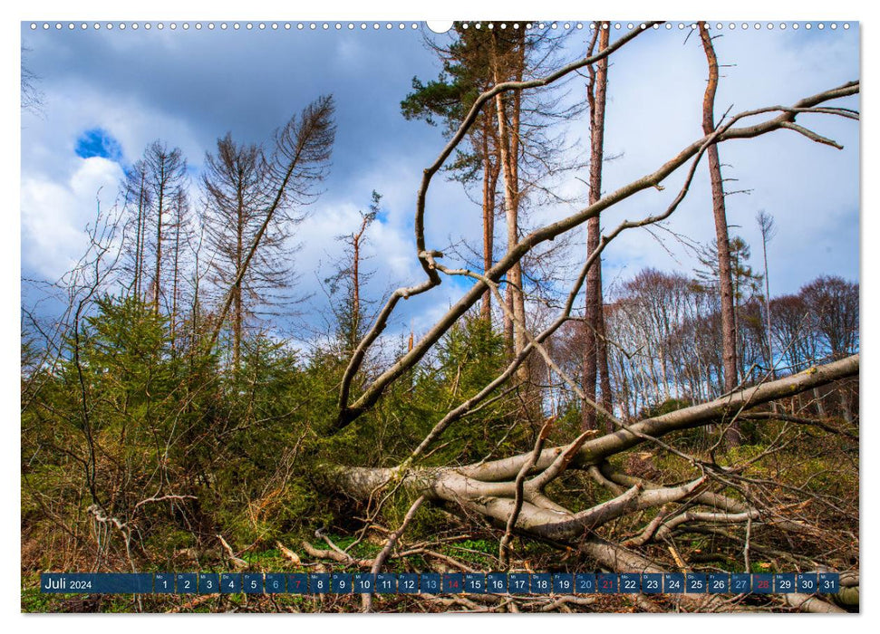 Notre forêt est en train de mourir (Calvendo Premium Wall Calendar 2024) 