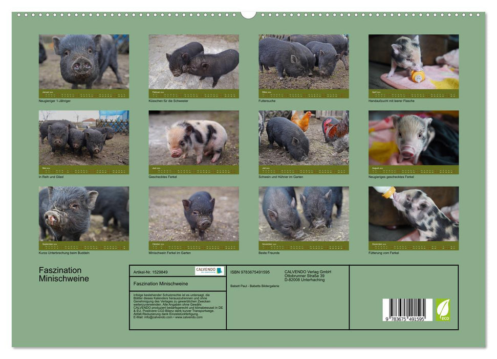 Faszination Minischweine (CALVENDO Premium Wandkalender 2024)