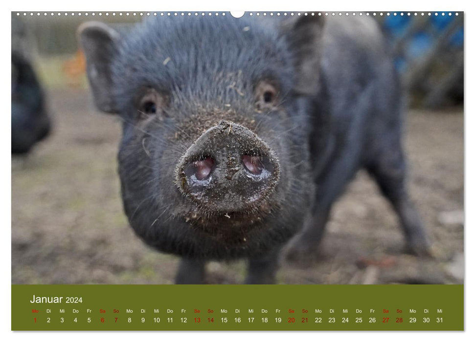 Fascination avec les mini cochons (Calvendo Premium Wall Calendar 2024) 