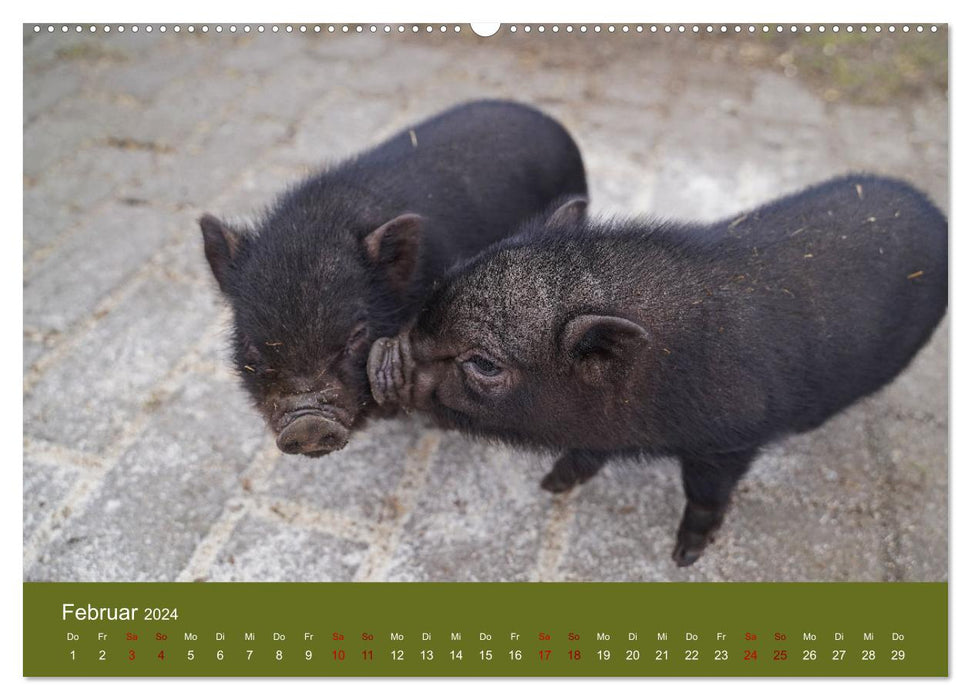 Fascination avec les mini cochons (Calvendo Premium Wall Calendar 2024) 