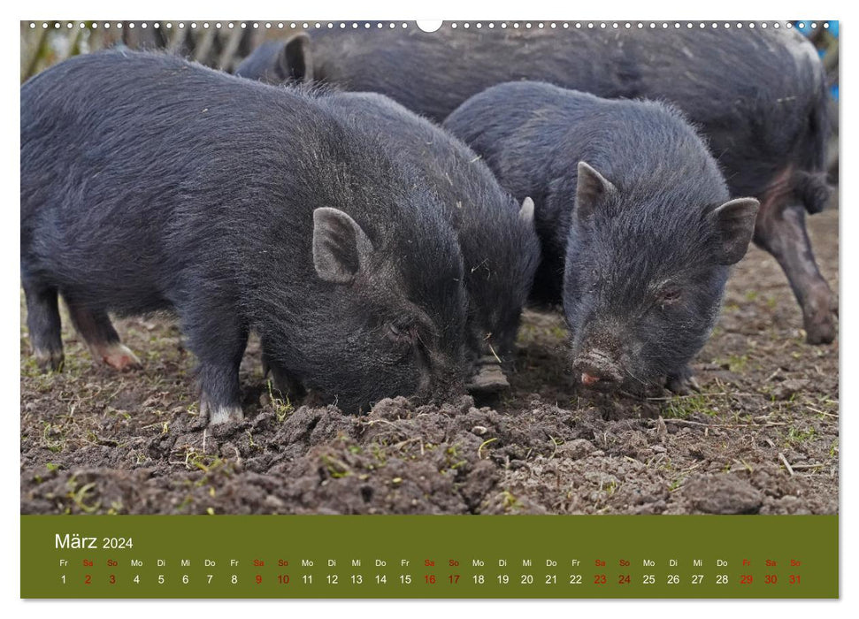 Fascination avec les mini cochons (Calvendo Premium Wall Calendar 2024) 