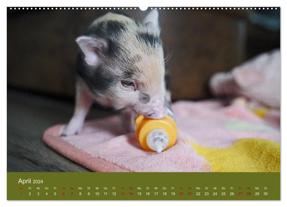 Fascination avec les mini cochons (Calvendo Premium Wall Calendar 2024) 