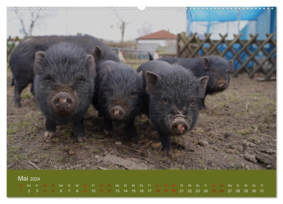 Fascination avec les mini cochons (Calvendo Premium Wall Calendar 2024) 