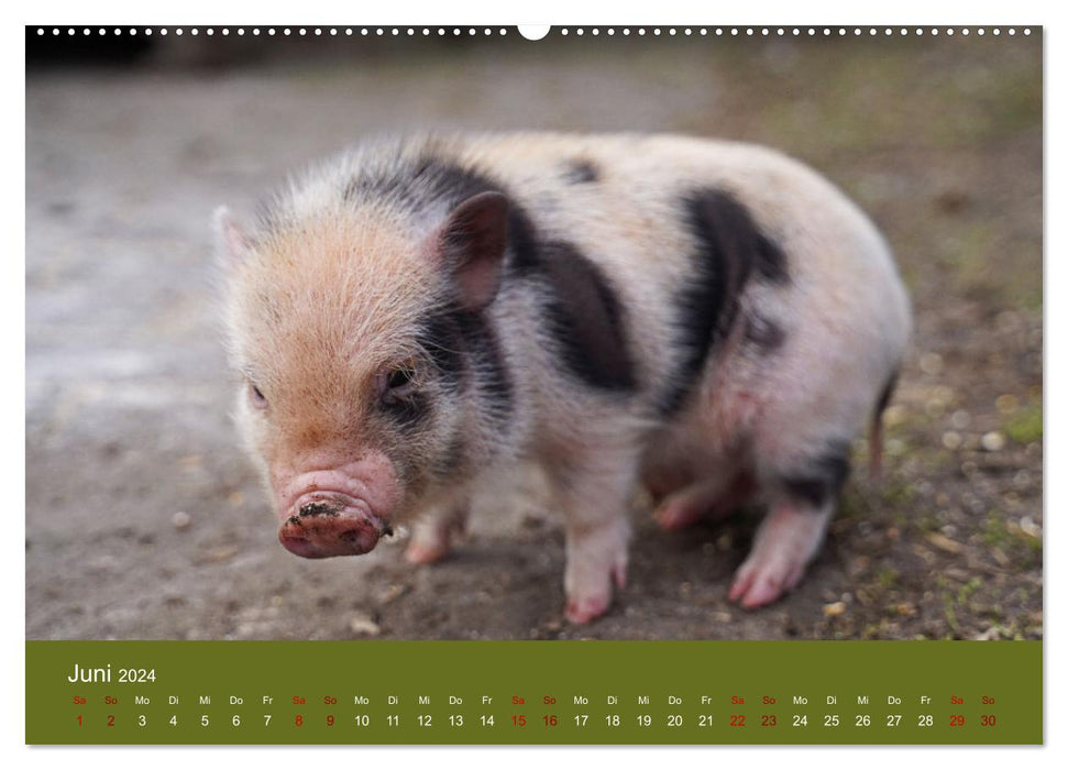 Fascination avec les mini cochons (Calvendo Premium Wall Calendar 2024) 