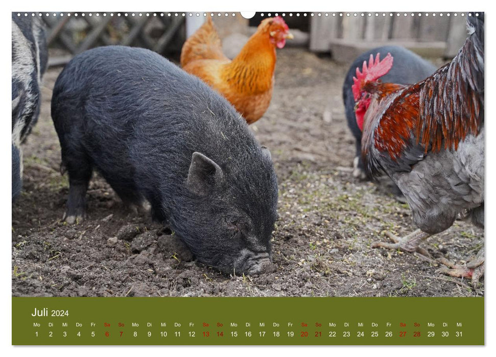 Faszination Minischweine (CALVENDO Premium Wandkalender 2024)