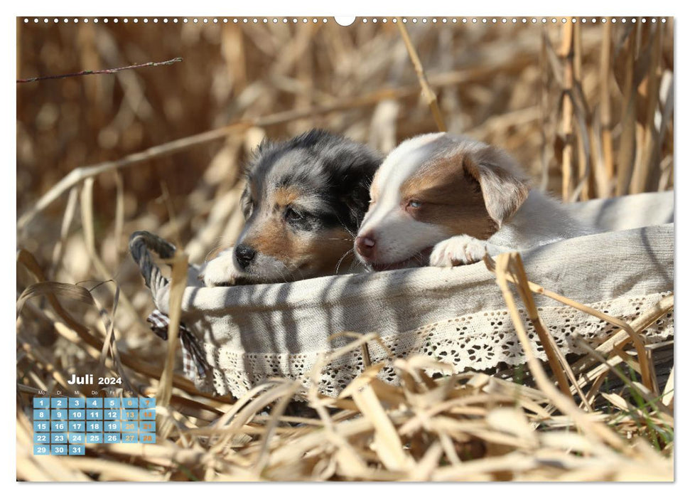 Lillyfee et un panier plein de bonheur (Calendrier mural CALVENDO Premium 2024) 