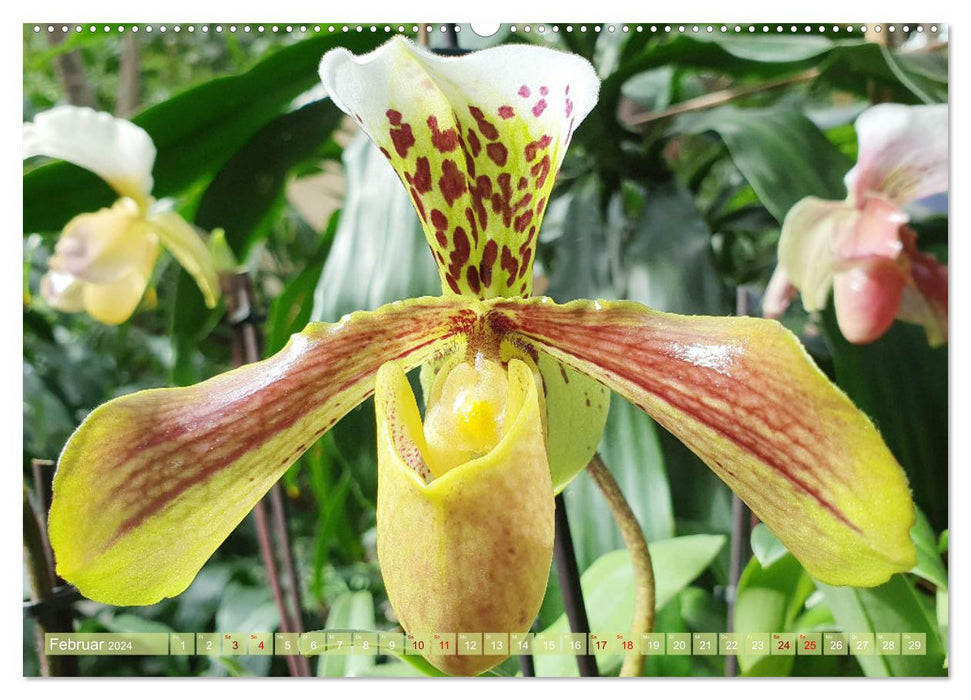 Mein Orchideentraum (CALVENDO Premium Wandkalender 2024)