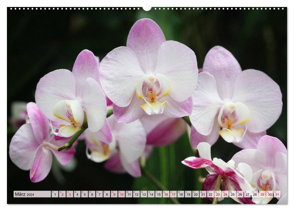 Mein Orchideentraum (CALVENDO Premium Wandkalender 2024)