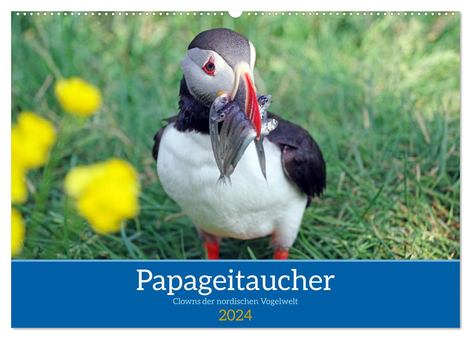 Papageitaucher - Clowns der nordischen Vogelwelt (CALVENDO Wandkalender 2024)