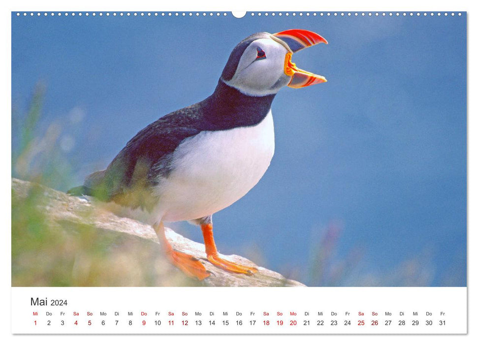 Puffins - clowns of the Nordic bird world (CALVENDO wall calendar 2024) 