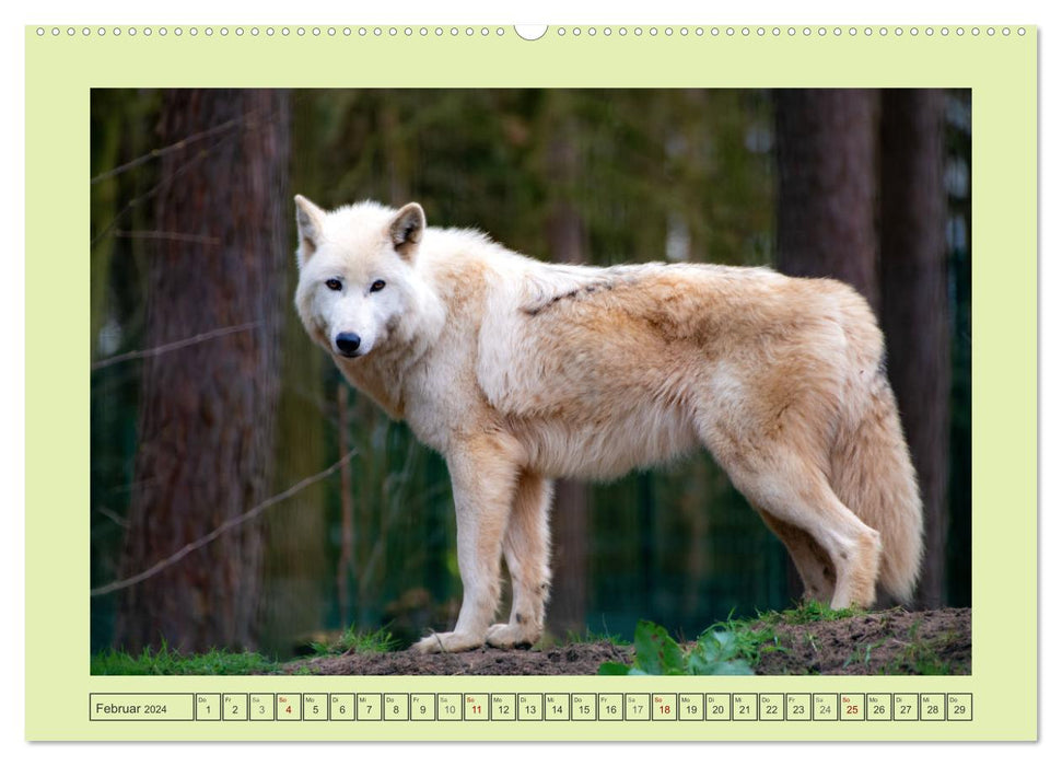 Wolf - wild and beautiful (CALVENDO Premium Wall Calendar 2024) 