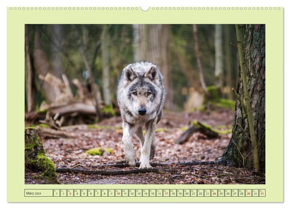 Wolf - wild and beautiful (CALVENDO Premium Wall Calendar 2024) 