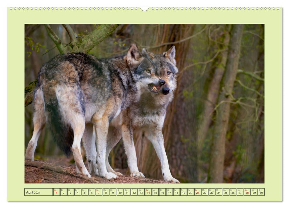Wolf - wild and beautiful (CALVENDO Premium Wall Calendar 2024) 