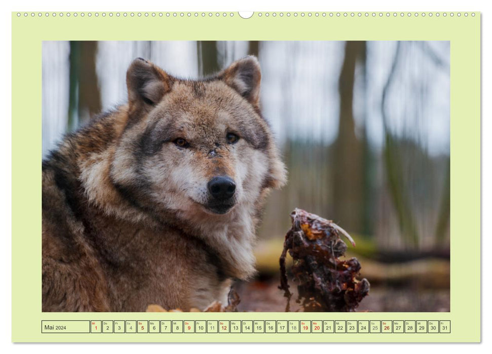 Wolf - wild und schön (CALVENDO Premium Wandkalender 2024)