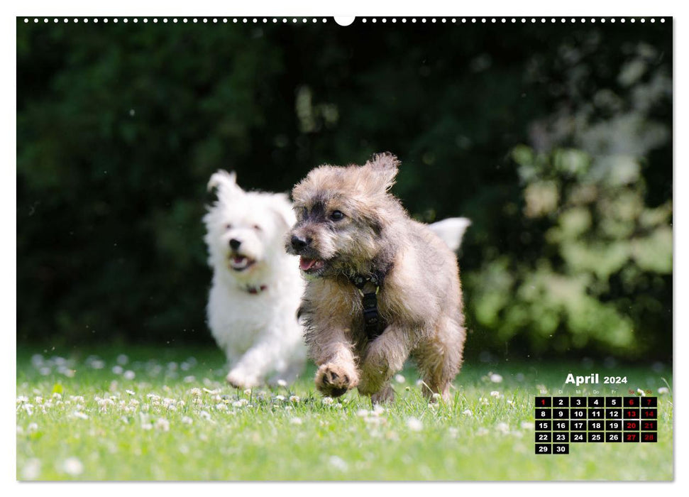 Hunde, unsere treuen Begleiter durch's Leben. (CALVENDO Premium Wandkalender 2024)