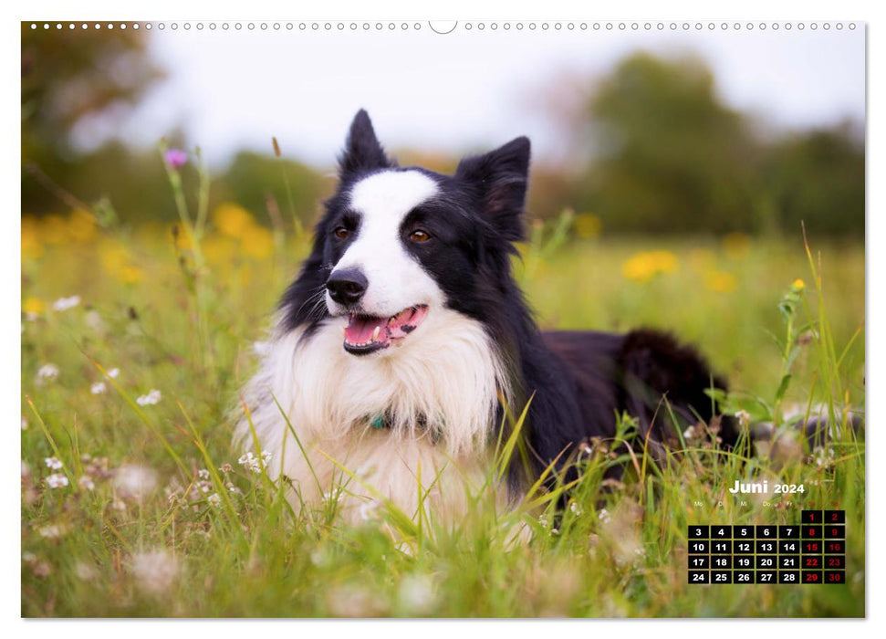 Hunde, unsere treuen Begleiter durch's Leben. (CALVENDO Premium Wandkalender 2024)