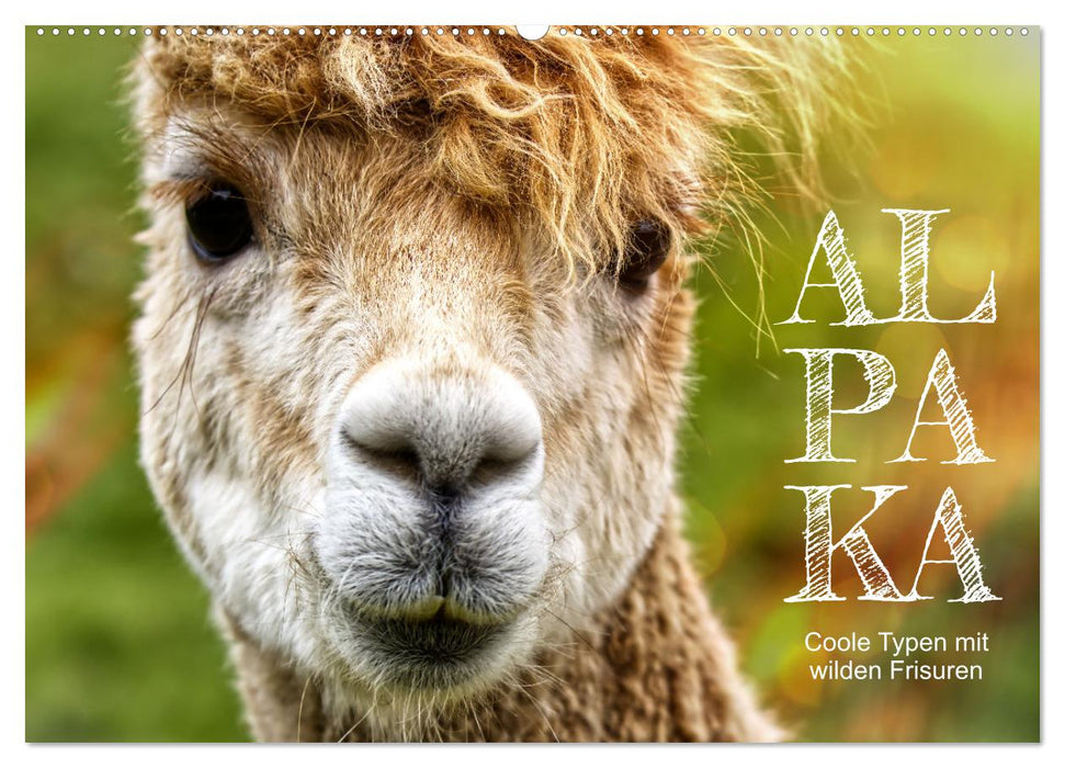 Alpaka, coole Typen mit wilden Frisuren (CALVENDO Wandkalender 2024)