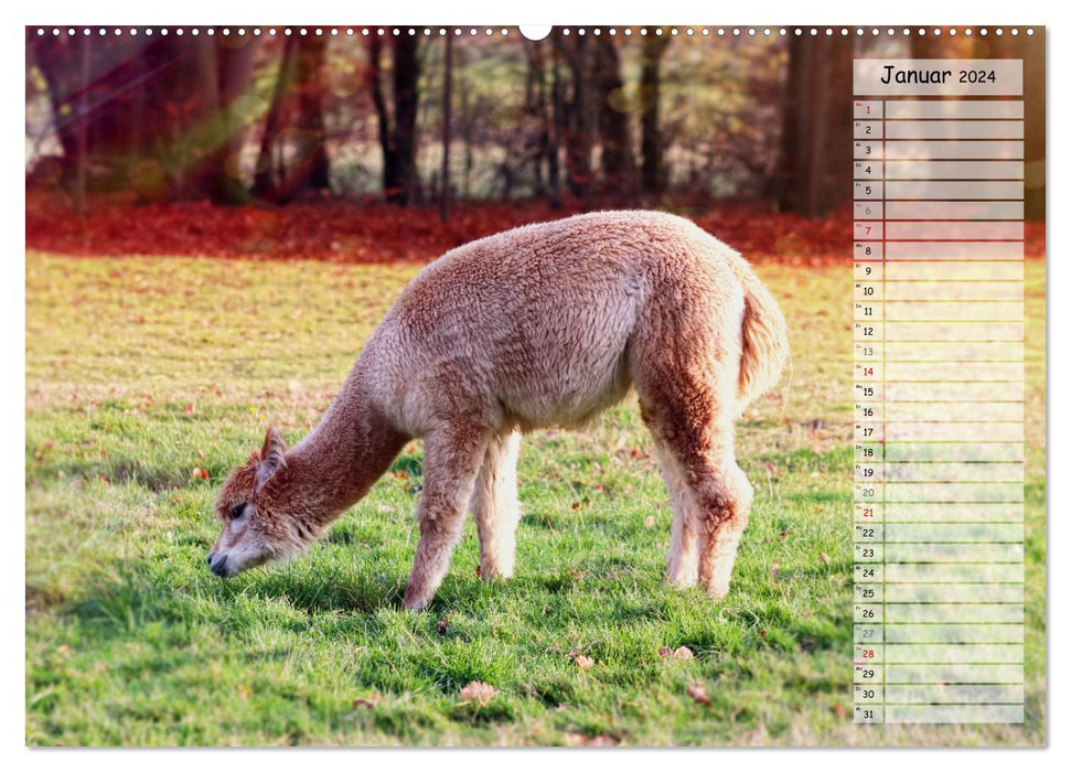 Alpaka, coole Typen mit wilden Frisuren (CALVENDO Wandkalender 2024)