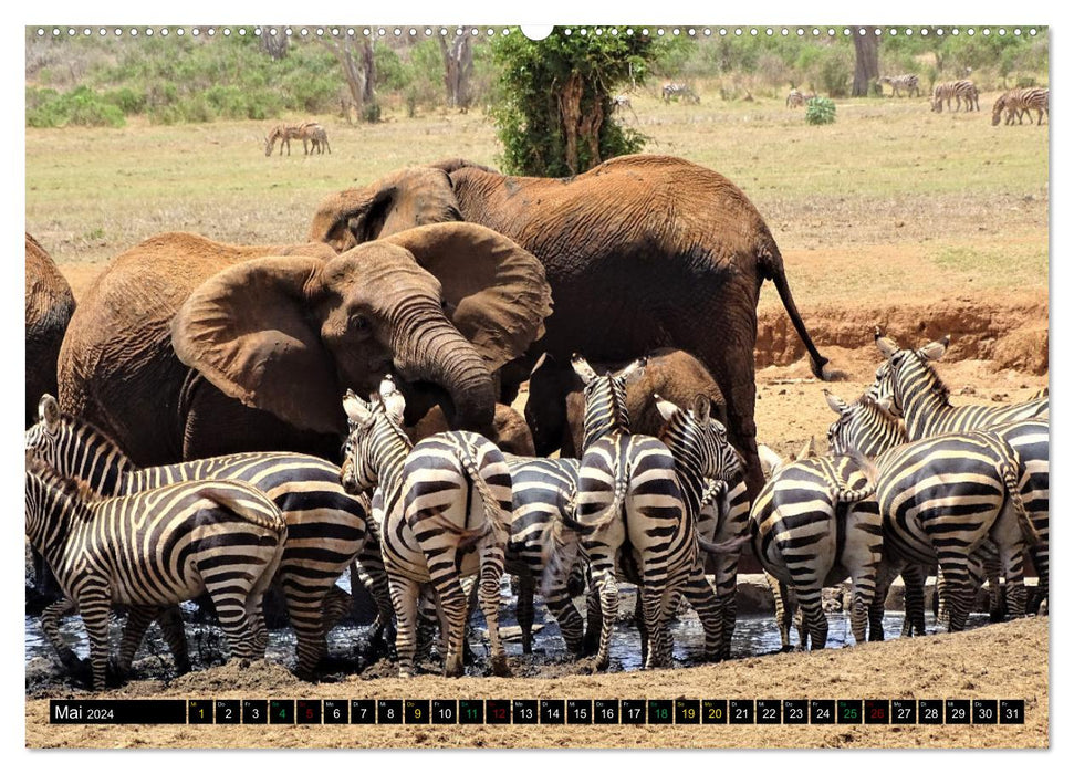 Verrückt nach SAFARI Unterwegs im Tsavo Ost und West Kenia (CALVENDO Wandkalender 2024)