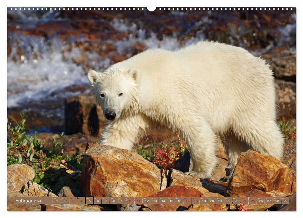 Wilde Bärenwelt (CALVENDO Wandkalender 2024)