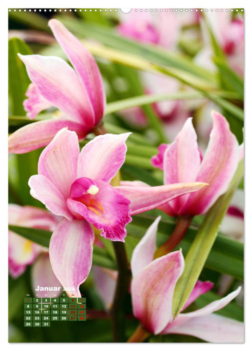 Orchideenschätze (CALVENDO Wandkalender 2024)