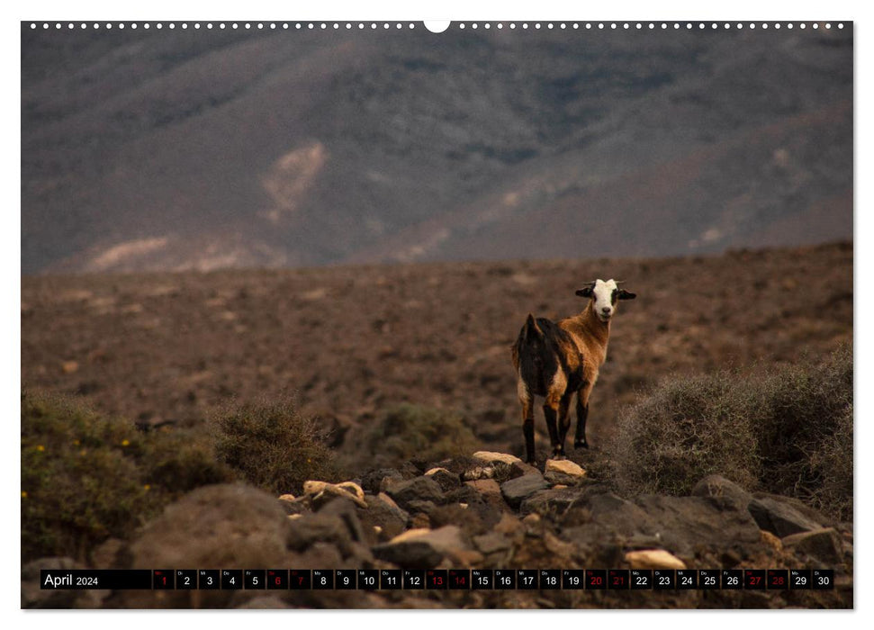 Fuerteventura - A journey across the volcanic island (CALVENDO wall calendar 2024) 