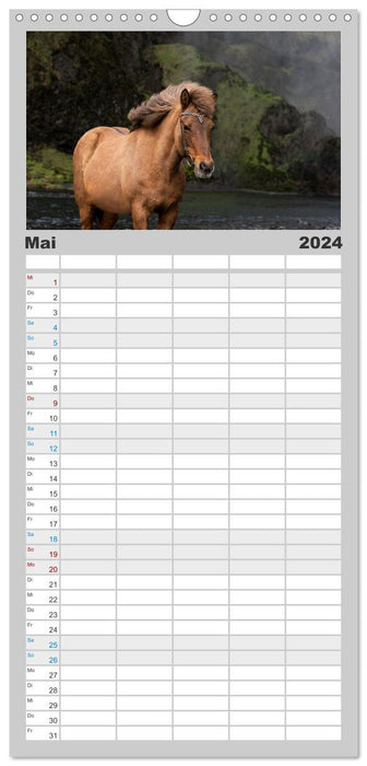 Islandpferde Kalender - Pferde von der Insel aus Feuer und Eis (CALVENDO Familienplaner 2024)
