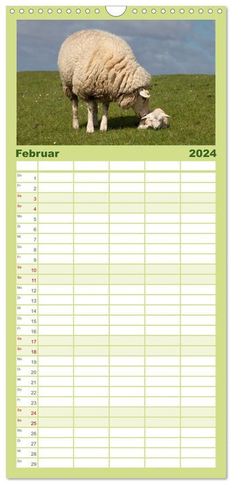 Moutons de digues - gardiens des digues en Frise du Nord (Planificateur familial CALVENDO 2024) 