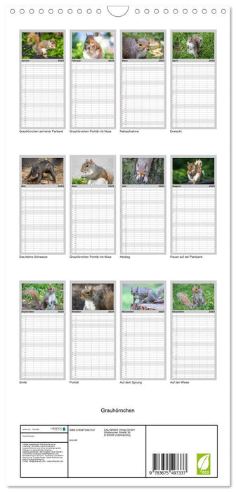 Grauhörnchen-Die nordamerikanischen Eichhörnchen (CALVENDO Familienplaner 2024)