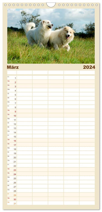 Pyrenäenberghunde (CALVENDO Familienplaner 2024)