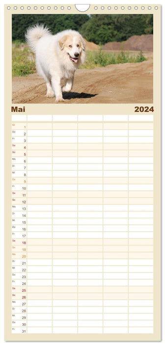 Pyrenäenberghunde (CALVENDO Familienplaner 2024)