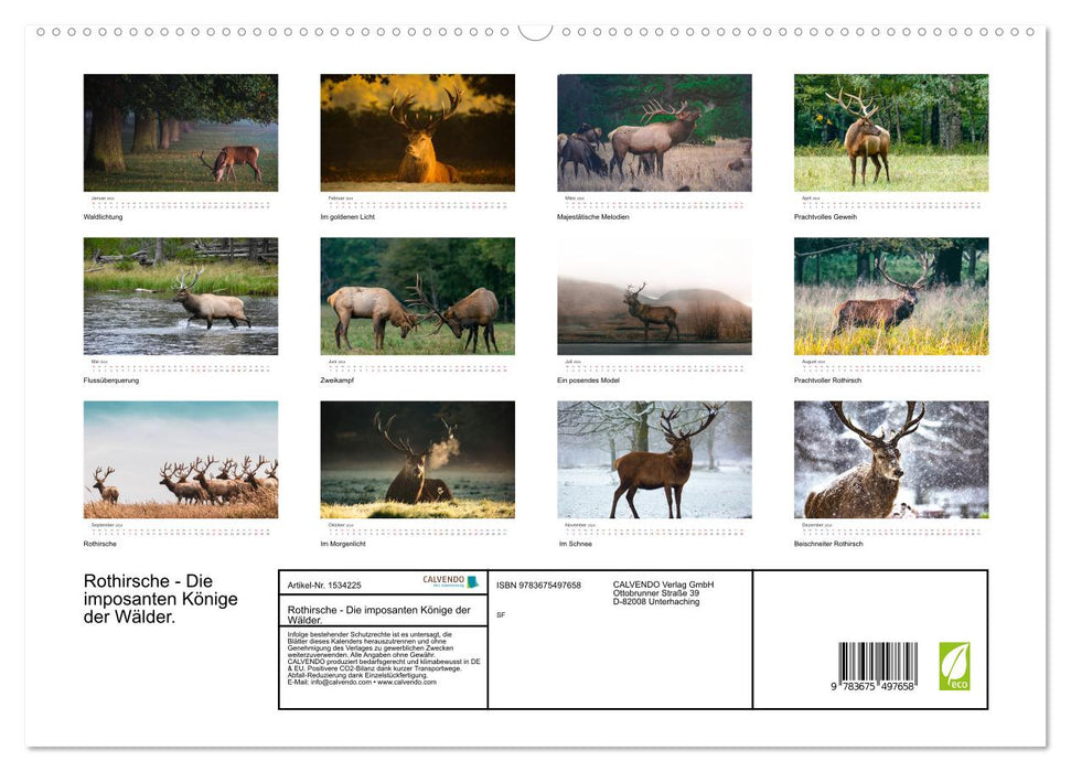 Rothirsche - Die imposanten Könige der Wälder. (CALVENDO Premium Wandkalender 2024)