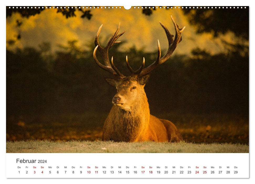 Red deer - the imposing kings of the forests. (CALVENDO Premium Wall Calendar 2024) 