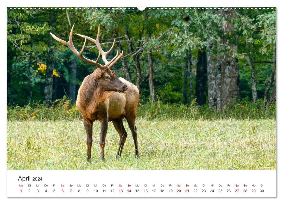 Rothirsche - Die imposanten Könige der Wälder. (CALVENDO Premium Wandkalender 2024)