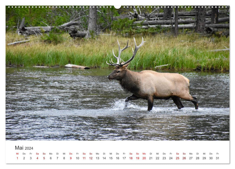 Red deer - the imposing kings of the forests. (CALVENDO Premium Wall Calendar 2024) 