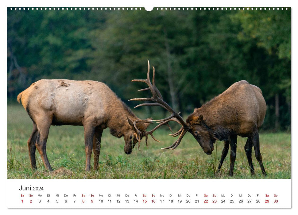 Rothirsche - Die imposanten Könige der Wälder. (CALVENDO Premium Wandkalender 2024)