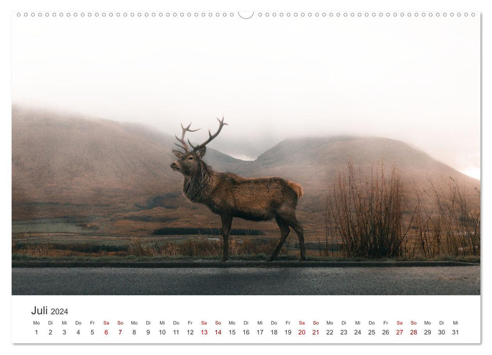 Red deer - the imposing kings of the forests. (CALVENDO Premium Wall Calendar 2024) 