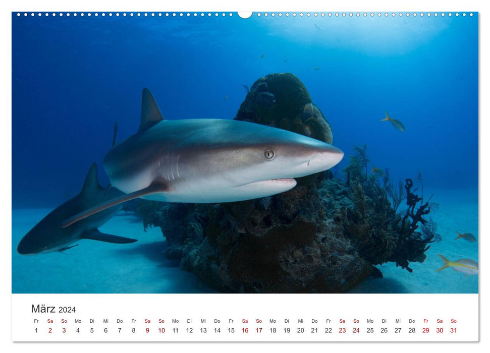 Sharks - kings of the seas. (CALVENDO wall calendar 2024) 