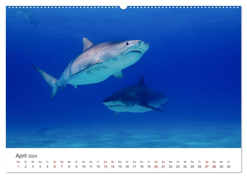 Haie - Könige der Meere. (CALVENDO Wandkalender 2024)