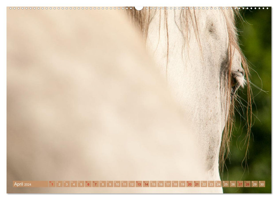Seelenpferde - Augenblicke (CALVENDO Premium Wandkalender 2024)