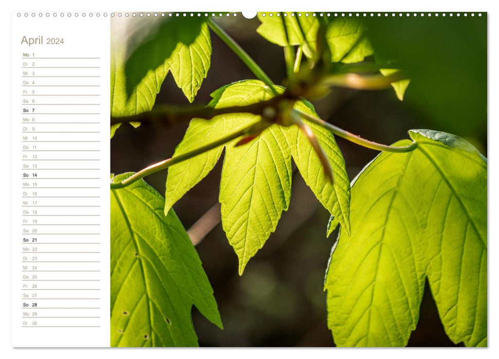 Holiday for the senses - worlds of leaves (CALVENDO wall calendar 2024) 
