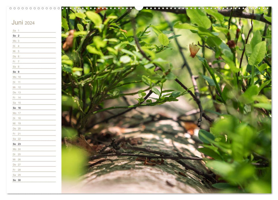 Holiday for the senses - worlds of leaves (CALVENDO wall calendar 2024) 
