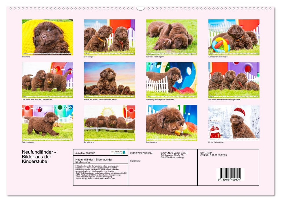 Newfoundland dog - pictures from the nursery (CALVENDO Premium wall calendar 2024) 