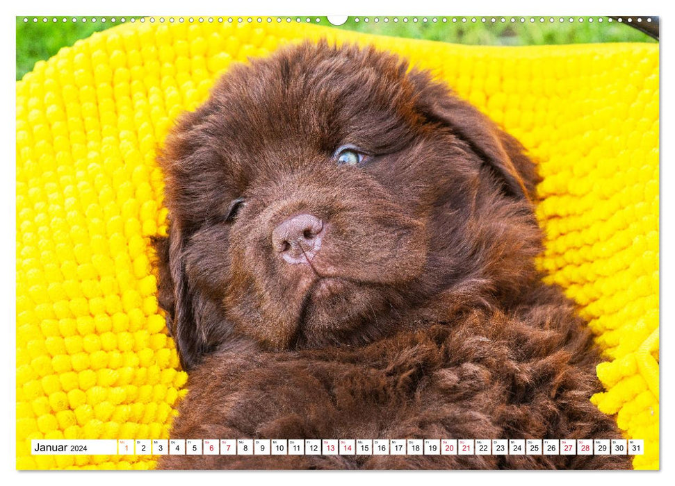 Newfoundland dog - pictures from the nursery (CALVENDO Premium wall calendar 2024) 