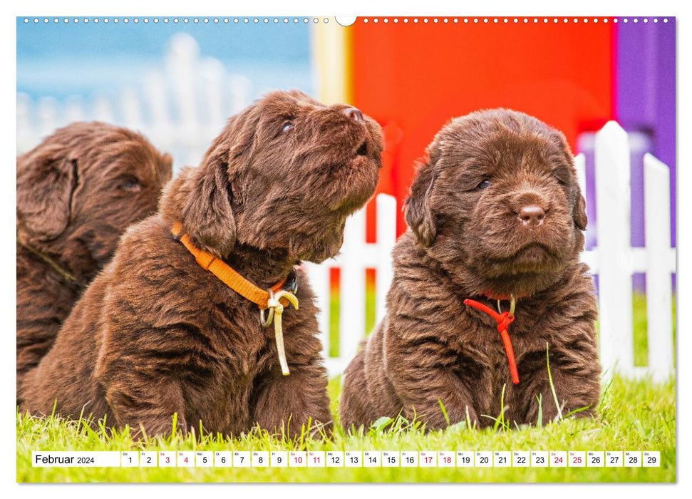 Newfoundland dog - pictures from the nursery (CALVENDO Premium wall calendar 2024) 