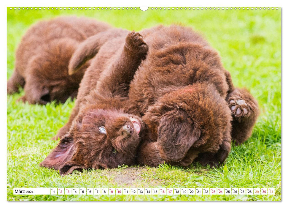 Newfoundland dog - pictures from the nursery (CALVENDO Premium wall calendar 2024) 