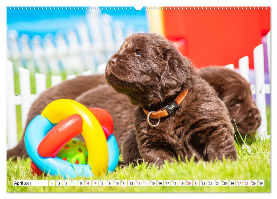 Newfoundland dog - pictures from the nursery (CALVENDO Premium wall calendar 2024) 